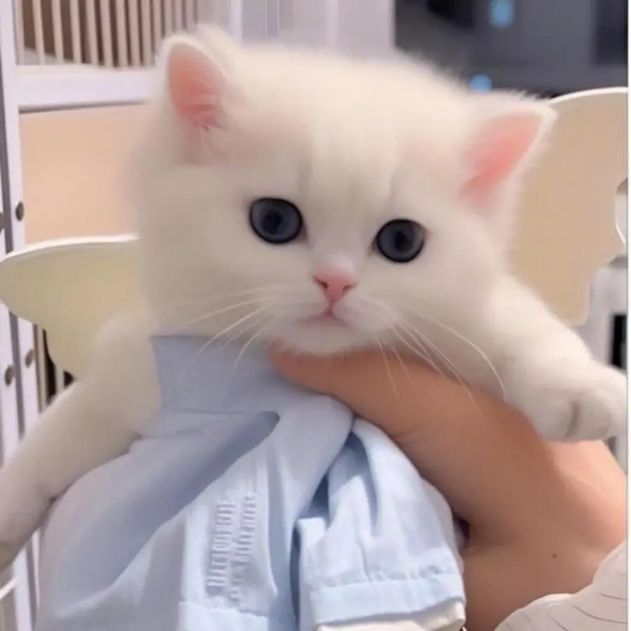 LUNA the Robot Cat Perfect Pet Duo for Kids & Family - Image 3