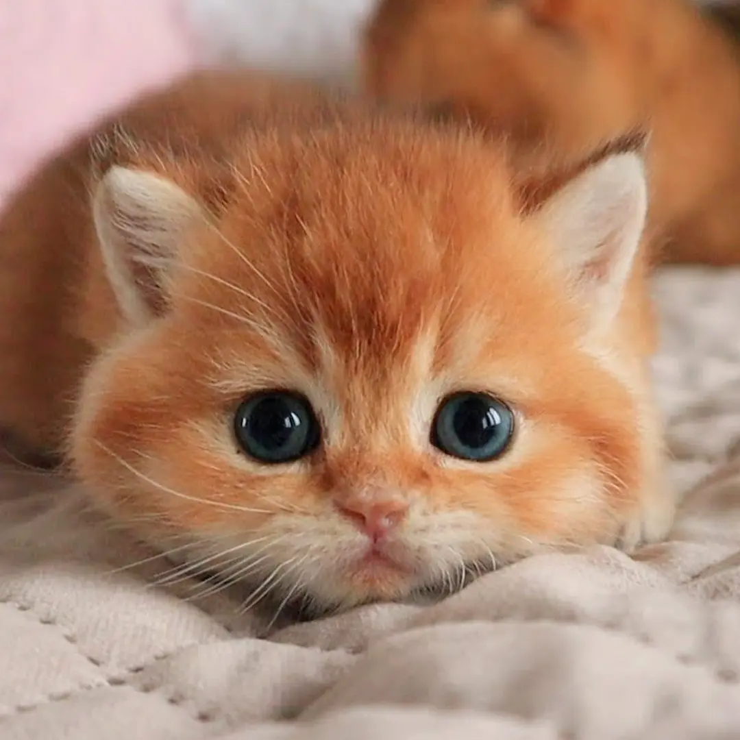 My Realistic Kitten Robot - Image 2