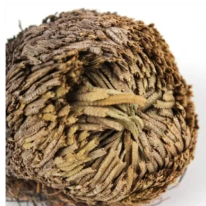 Alternative view of "Rose Of Jericho" - The Resurrection Plant