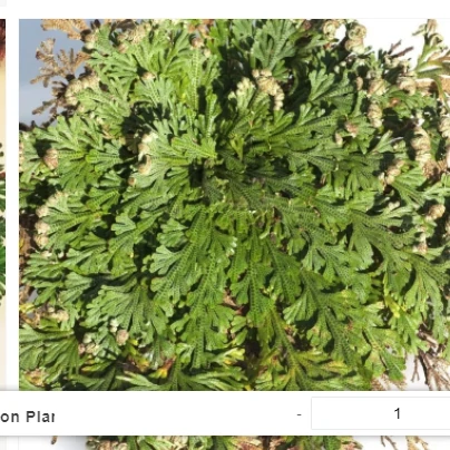 "Rose Of Jericho" - The Resurrection Plant - Image 5