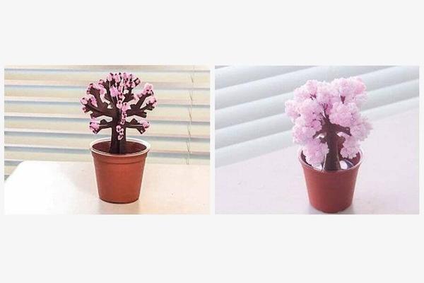 Magic Growing Tree - Image 6