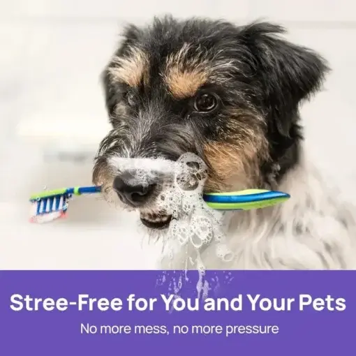 NO BRUSHING oral care spray for dogs cats - Image 5
