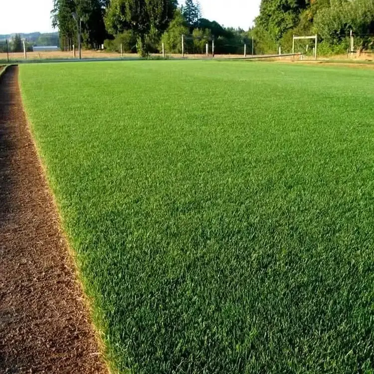 Evergreen Dwarf Grass Seed - Image 4